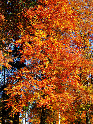 Herbst 2007