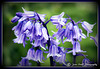 Bluebells