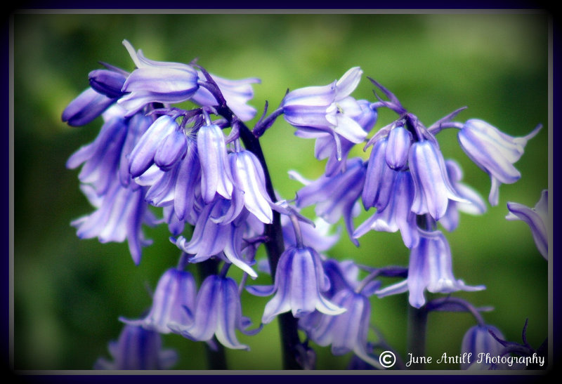 Bluebells