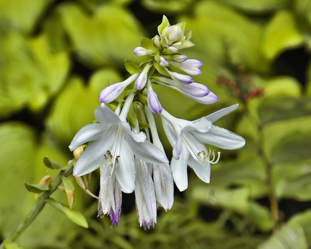 Hosta – Montréal Botanical Garden