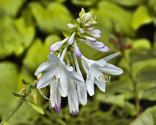 Hosta – Montréal Botanical Garden