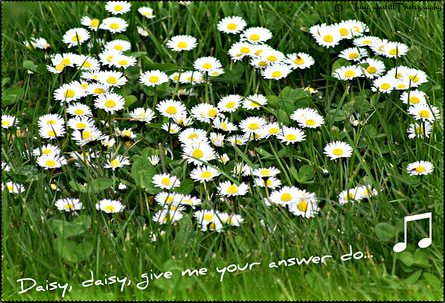 Daisy, daisy give me your answer do....