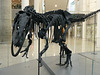 Allosaurus fragilis - 20 October 2014