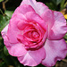Rose du Cantal 2