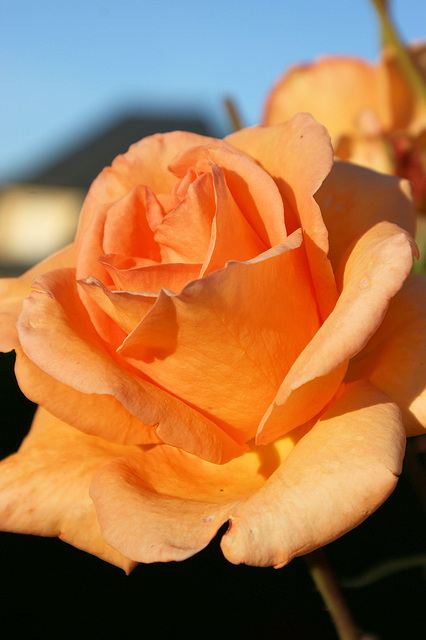 Rose du Cantal
