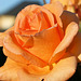 Rose du Cantal