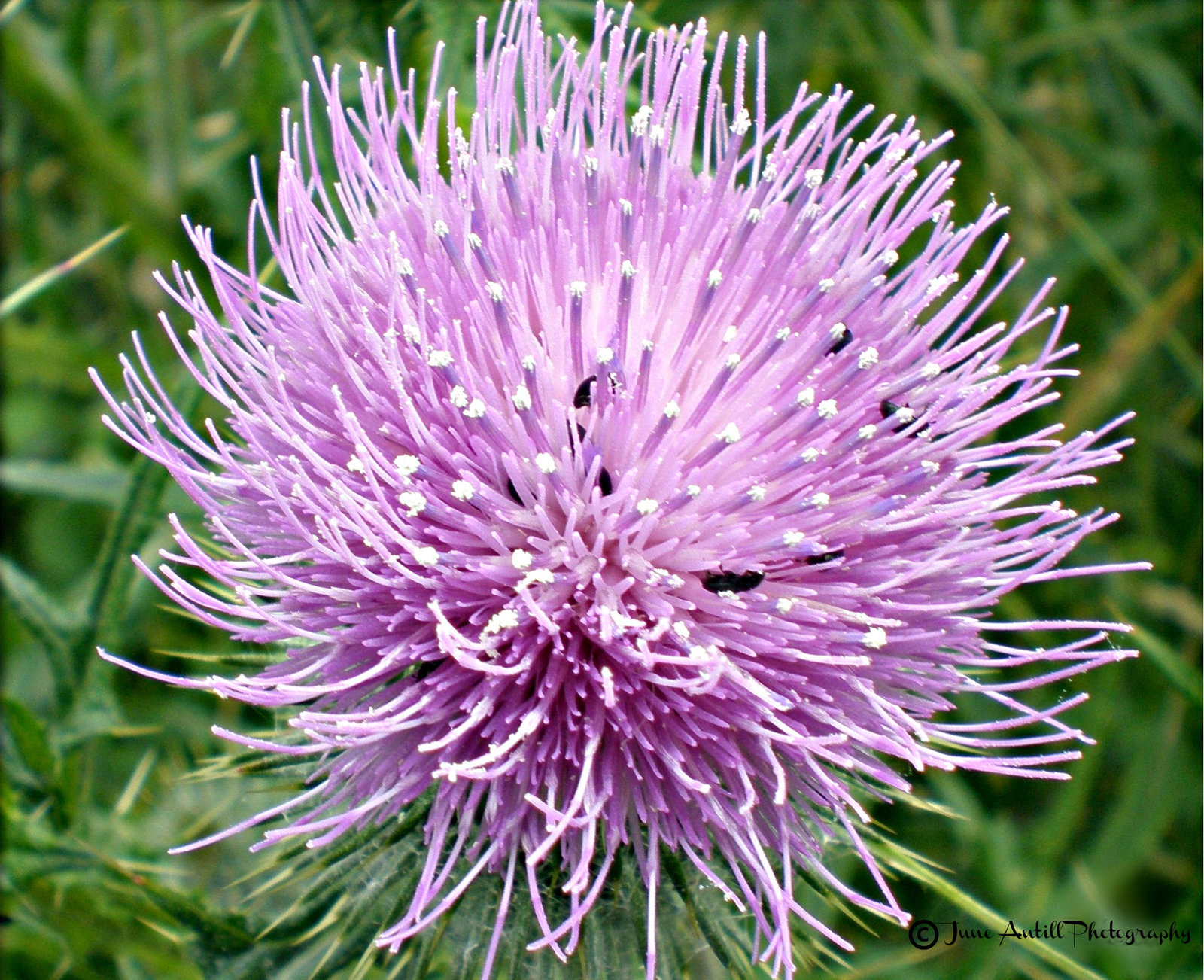 Thistle and weeds