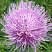 Thistle and weeds