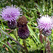 Milk thistle with butterfly