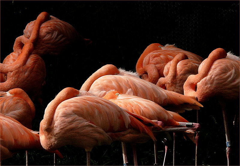 chairs..........et plumes