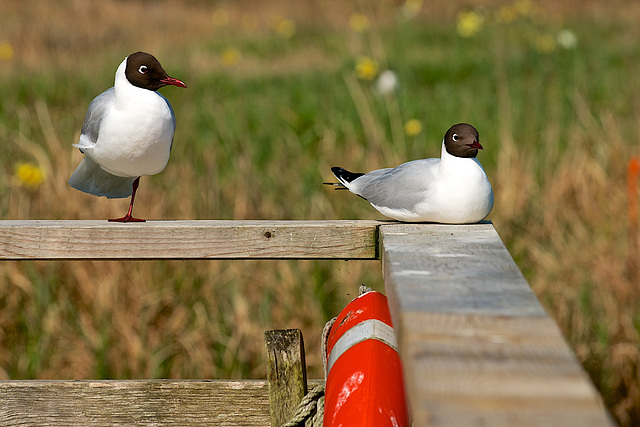 On the fence!