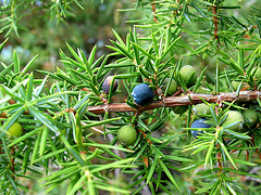 Wacholder - genévrier - juniper