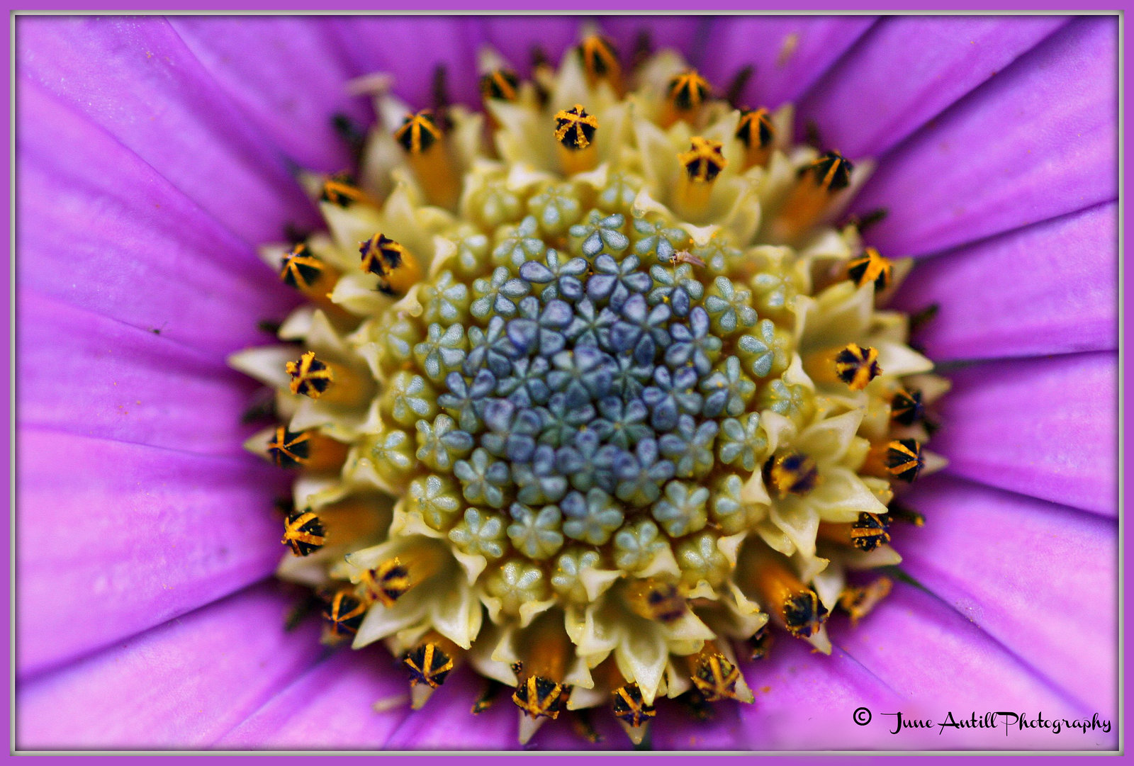 The heart of the gerbera