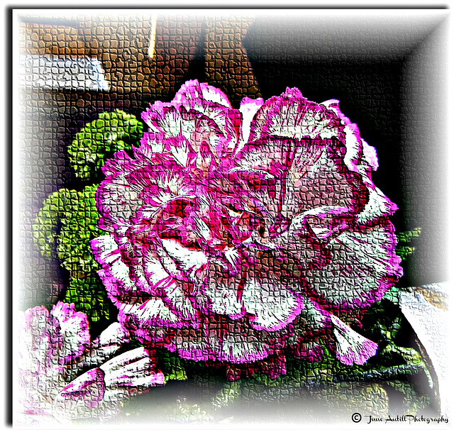 The mosaic carnation