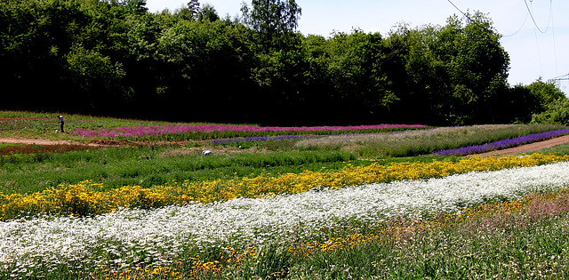 Kräuterfeld im Saarland