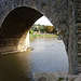 canard sur l'Aude , sous le Pont Vieux