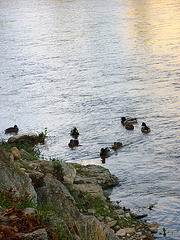 Canards sur l'Aude