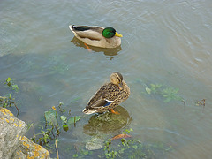 Canard sur l'Aude