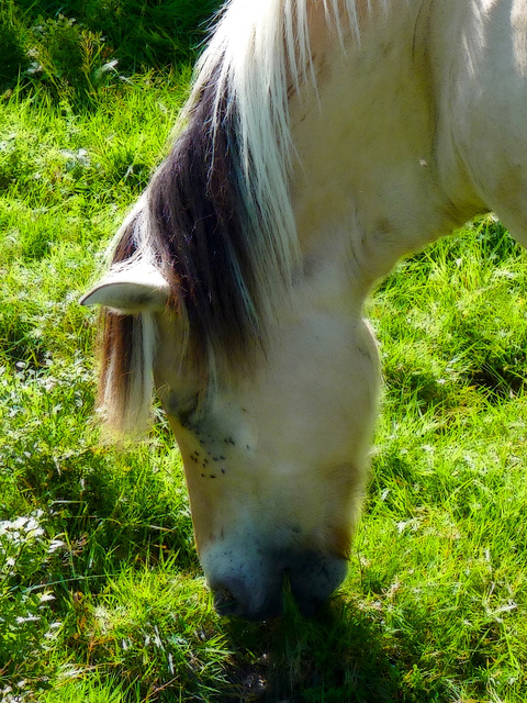 Cheval céleste