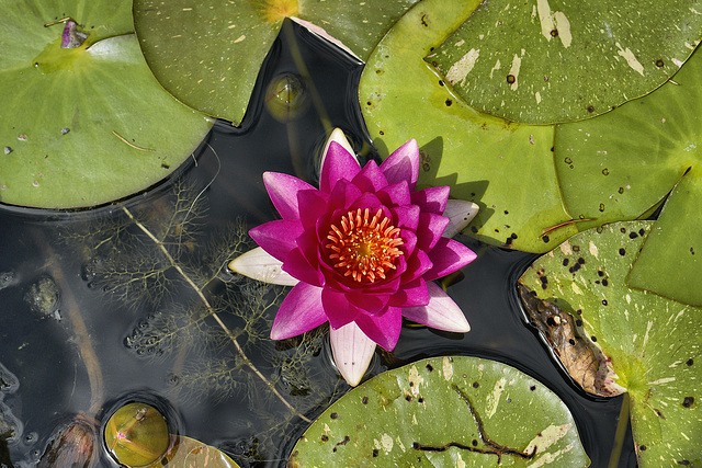 Red Water Lily – Montréal Botanical Garden