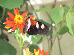 Butterfly World