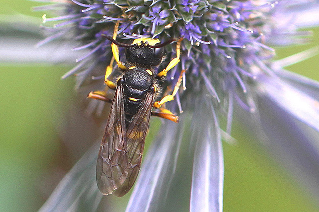 20100714 6547Mw [D~LIP] Blattwespe (Tenthredinidae), Bad Salzuflen