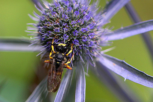 20100714 6546Mw [D~LIP] Blattwespe (Tenthredinidae), Bad Salzuflen