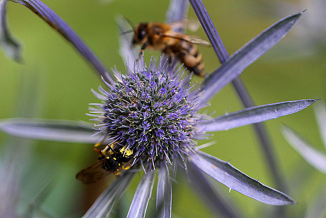 20100714 6544Mw [D~LIP] Blattwespe (Tenthredinidae), Insekt, Bad Salzuflen