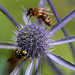 20100714 6544Mw [D~LIP] Blattwespe (Tenthredinidae), Insekt, Bad Salzuflen