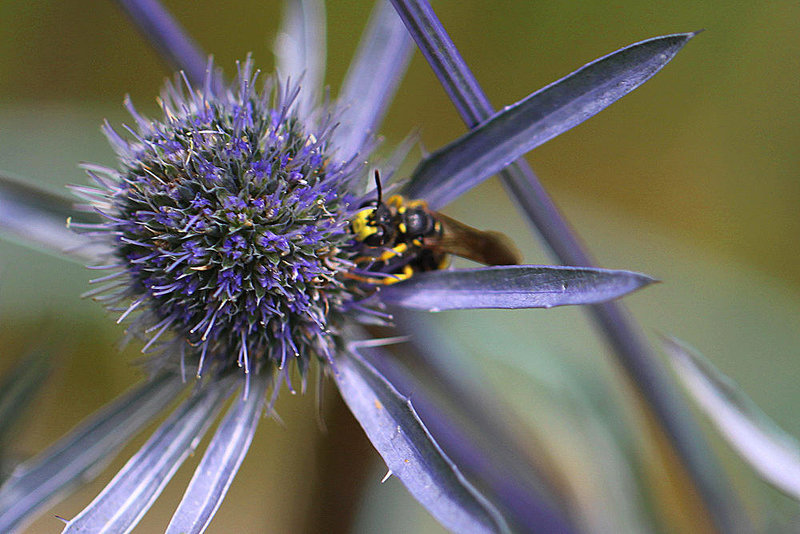20100714 6543Mw* [D~LIP] Bienenjagende Knotenwespe (Cerceris rybyensis), Bad Salzuflen