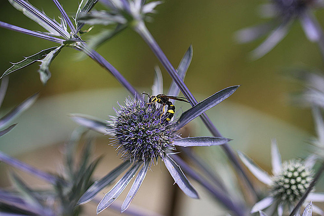 20100714 6540Mw [D~LIP] Blattwespe (Tenthredinidae), Bad Salzuflen