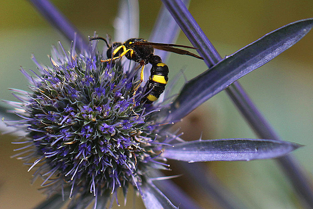 20100714 6539Mw [D~LIP] Blattwespe (Tenthredinidae), Bad Salzuflen