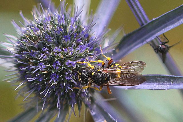 20100714 6535Mw [D~LIP] Blattwespe (Tenthredinidae), Insekt, Bad Salzuflen