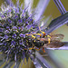 20100714 6535Mw [D~LIP] Blattwespe (Tenthredinidae), Insekt, Bad Salzuflen