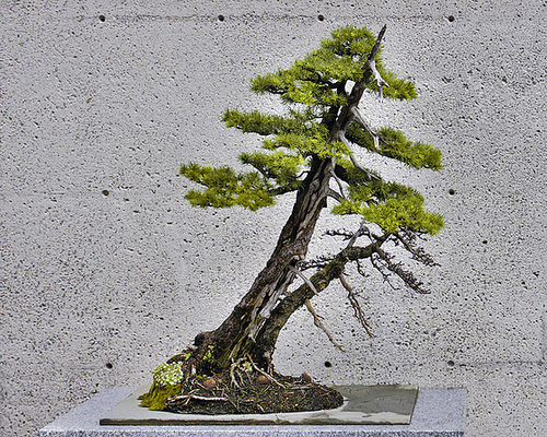 Bonsai Tamarack #1 – Montréal Botanical Garden