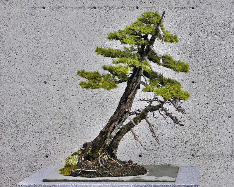 Bonsai Tamarack #1 – Montréal Botanical Garden