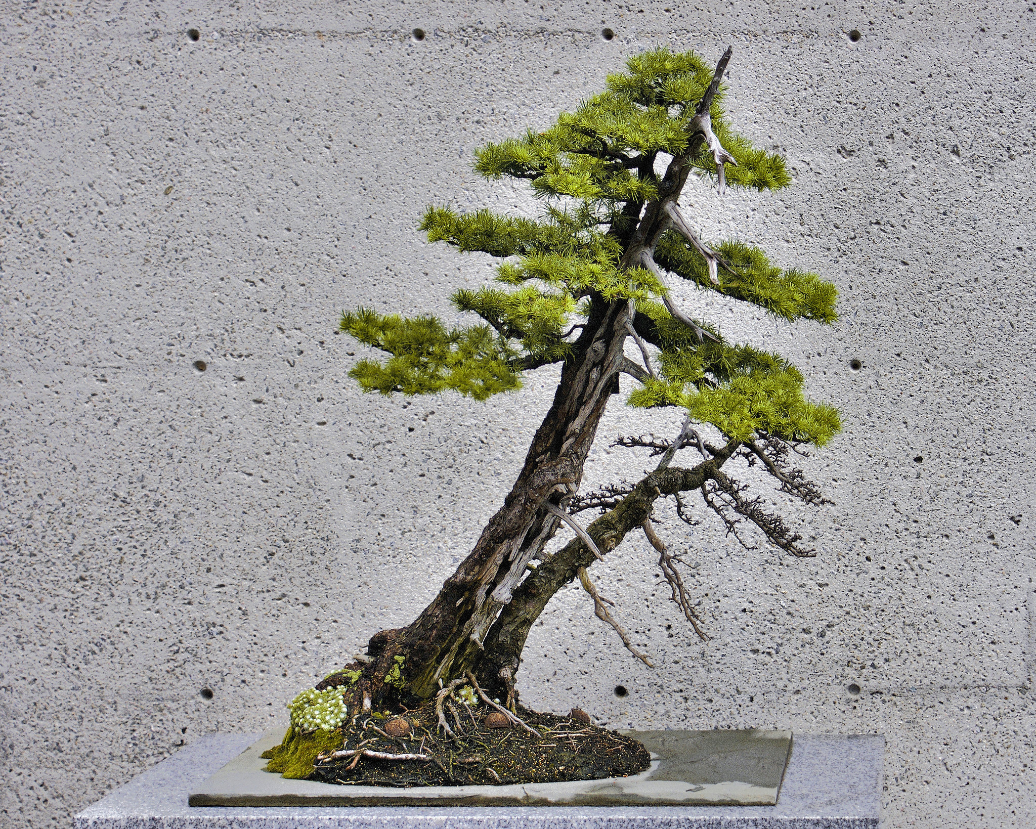 Bonsai Tamarack #1 – Montréal Botanical Garden