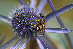 20100714 6533Mw [D~LIP] Blattwespe (Tenthredinidae), Bad Salzuflen