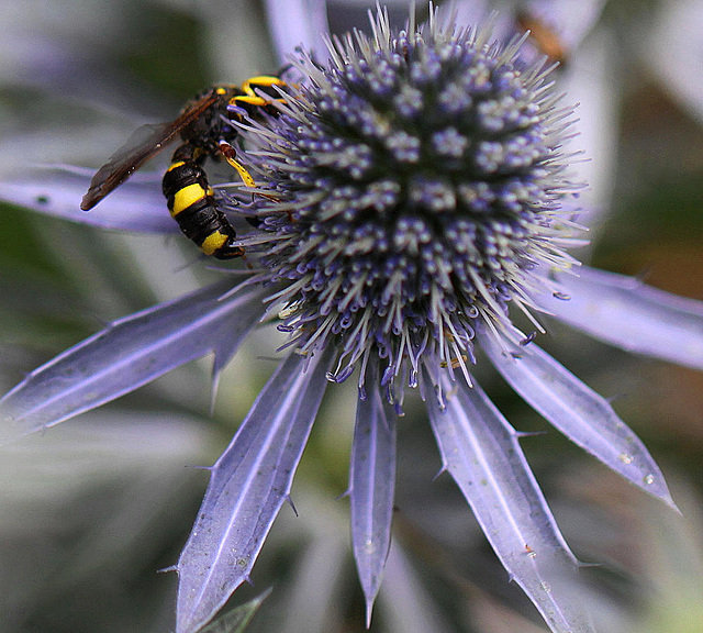 20100714 6531Mw [D~LIP] Blattwespe (Tenthredinidae), Bad Salzuflen