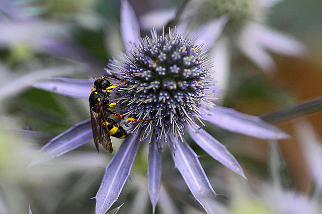 20100714 6529Mw [D~LIP] Blattwespe (Tenthredinidae), Bad Salzuflen