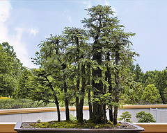 Bonsai Sequoia Redwood – Montréal Botanical Garden