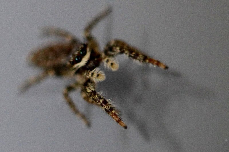 20100524 4435Mw [D~LIP] Rindenspringspinne (Marpissa muscosa), Bad Salzuflen