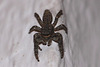 20100524 4444Mw [D~LIP] Rindenspringspinne (Marpissa muscosa), Bad Salzuflen