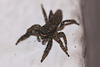 20100524 4445Mw [D~LIP] Rindenspringspinne (Marpissa muscosa), Bad Salzuflen