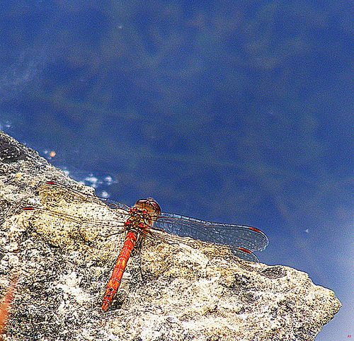 Dragonfly
