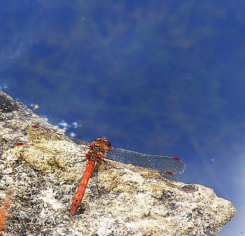 Dragonfly