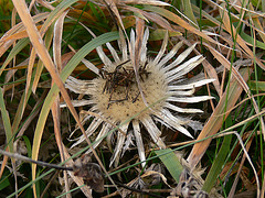 Silberdistel