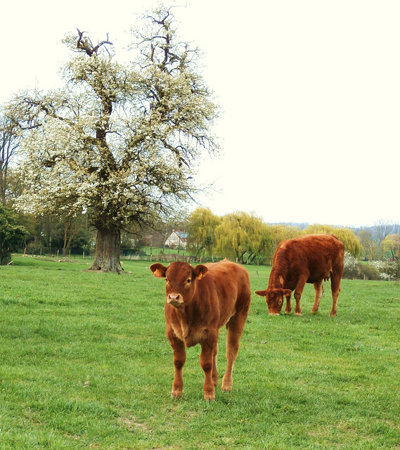 les vaches et le cerisier.