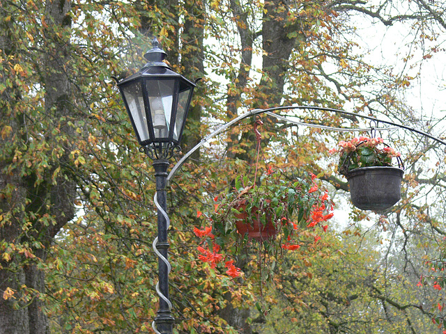 Rot in herbstlichem Grün