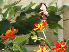 Butterfly World